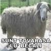 Program de facut server automat - nu mere sa il downloadez :x :x - Server Counter-Strike